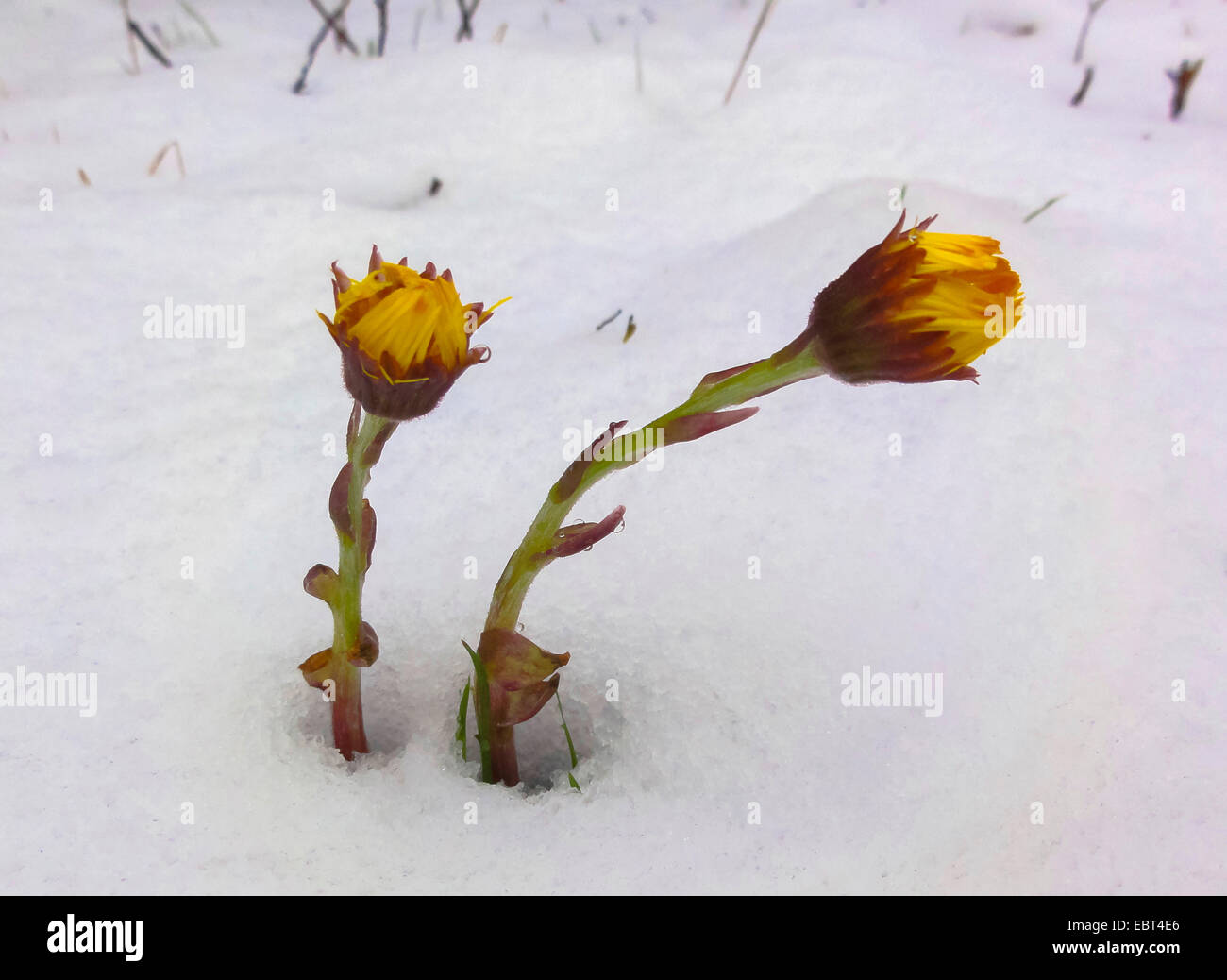 colt's-foot, coltsfoot (Tussilago farfara), in snow, Norway, Tromsoe Stock Photo