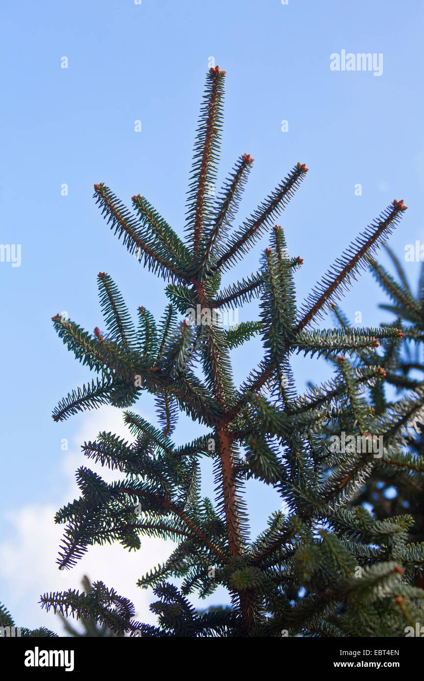 Spanish fir (Abies pinsapo), branch against blue sky, Spain, Andalusia, Ronda Stock Photo
