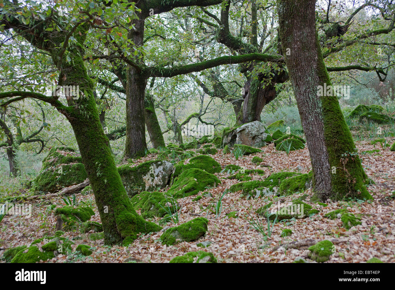 cork oak (Quercus suber), cork oak forest, Spain, Andalusia, Parque
