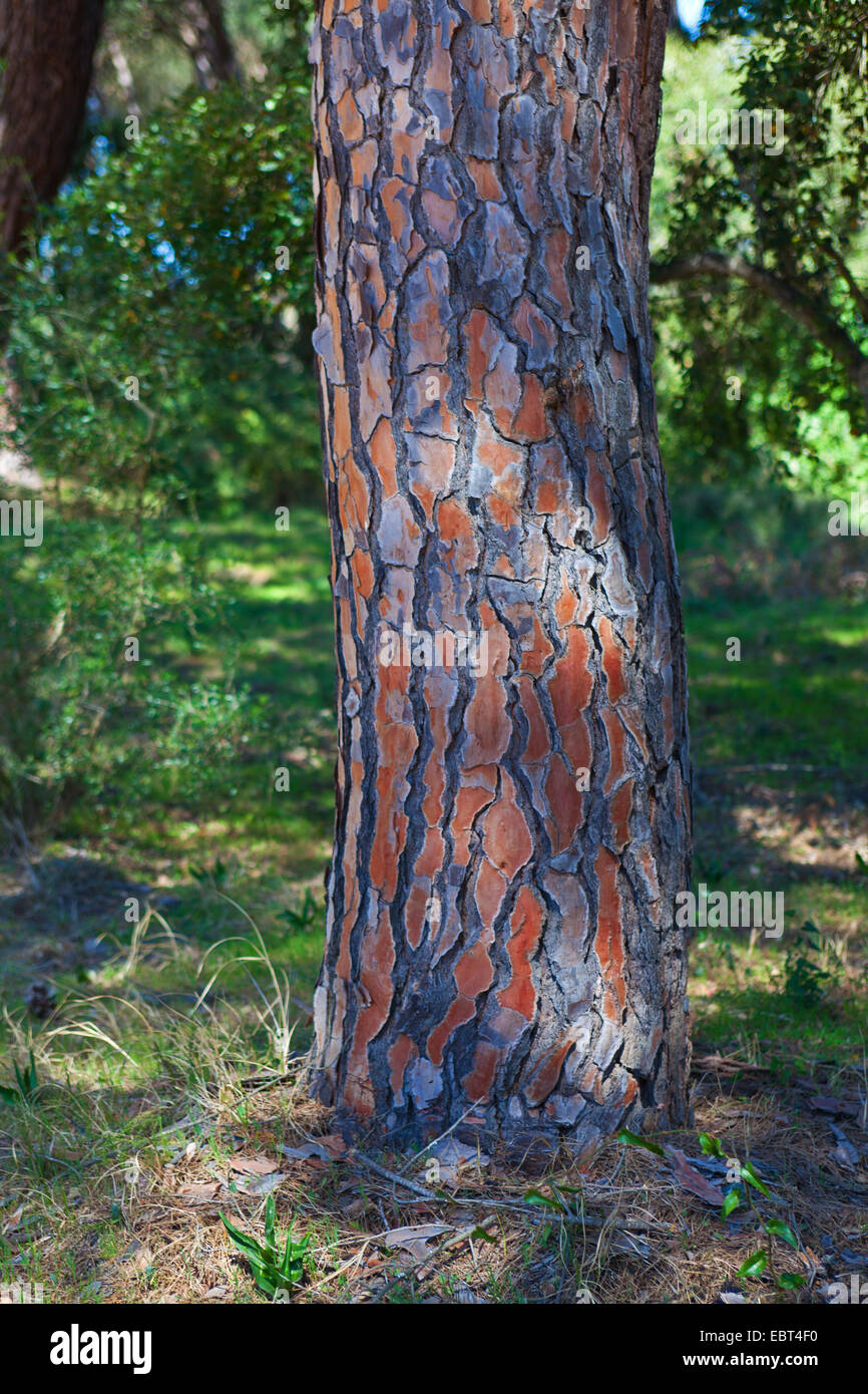 Stone pine, Italian Stone pine, Umbrella Pine (Pinus pinea), trunk, Spain, Andalusia, Coto De Donana National Park Stock Photo