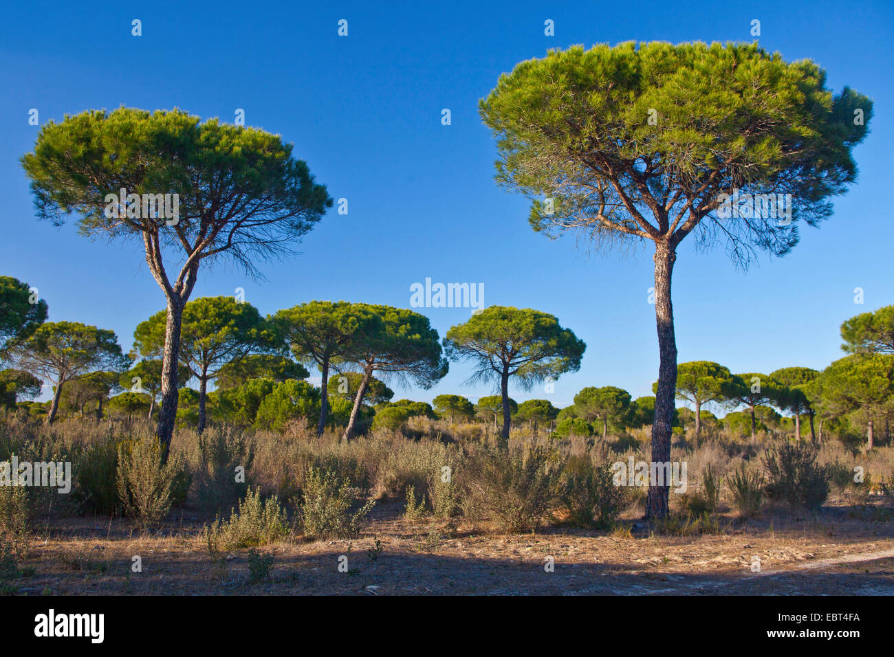 Stone pine, Italian Stone pine, Umbrella Pine (Pinus pinea), pine wood on dunes, Spain, Andalusia, Coto De Donana National Park Stock Photo