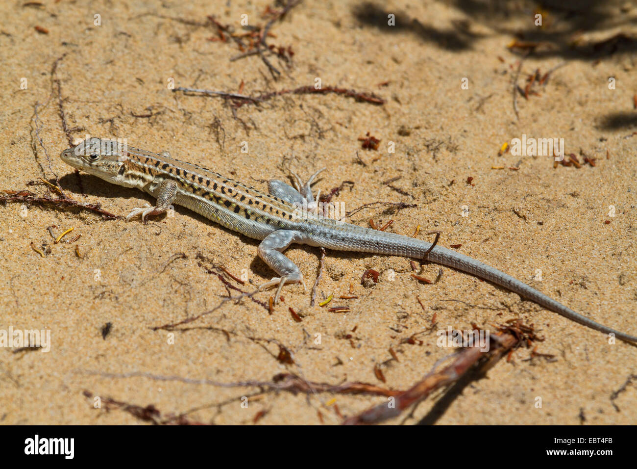spiny-footed lizard, fringe-fingered lizard (Acanthodactylus erythrurus), sitting on the ground, Spain, Andalusia, Coto De Donana National Park Stock Photo