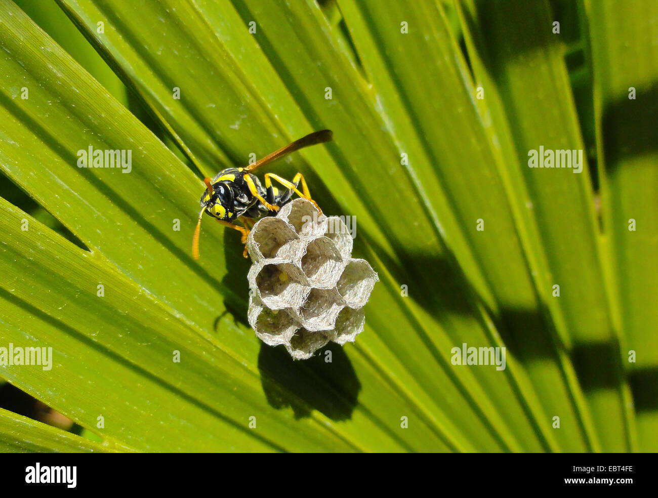 Paper wasp (Polistes gallicus, Polistes dominulus), wasp nest at a palm leaf, Spain, Andalusia Stock Photo