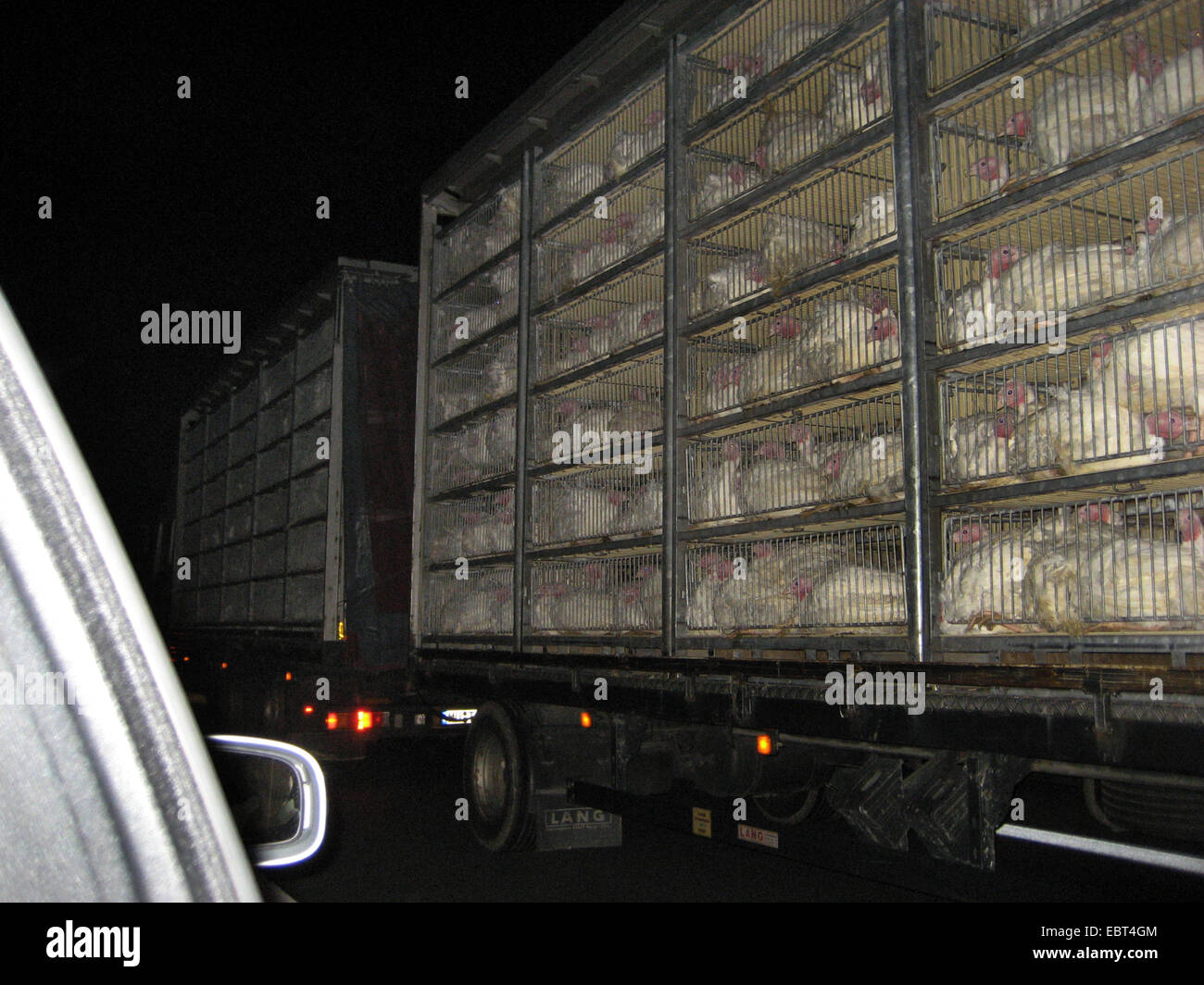 common turkey (Meleagris gallopavo), transporter full of cages with birds jammed together on the way to the slaughterhouse,  , Stock Photo