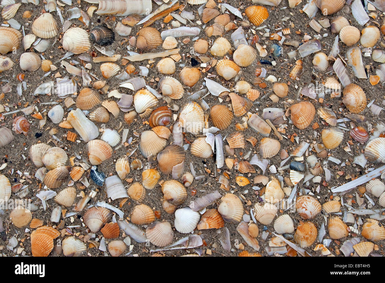 seashells on the beach, Germany Stock Photo