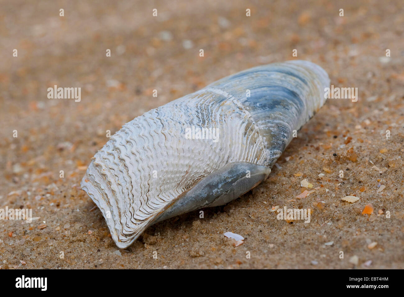 Piddock hi-res stock photography and images - Alamy