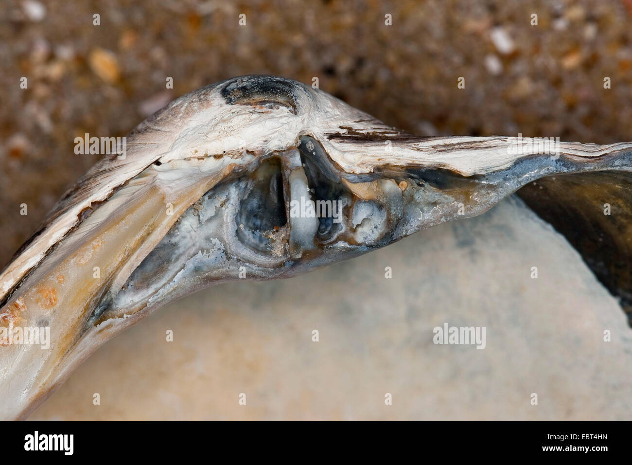 ocean quahog, Icelandic cyprine, mahogany clam, mahogany quahog, black quahog, black clam (Arctica islandica, Cyprina islandica), shells on the beach, hinge, Germany Stock Photo