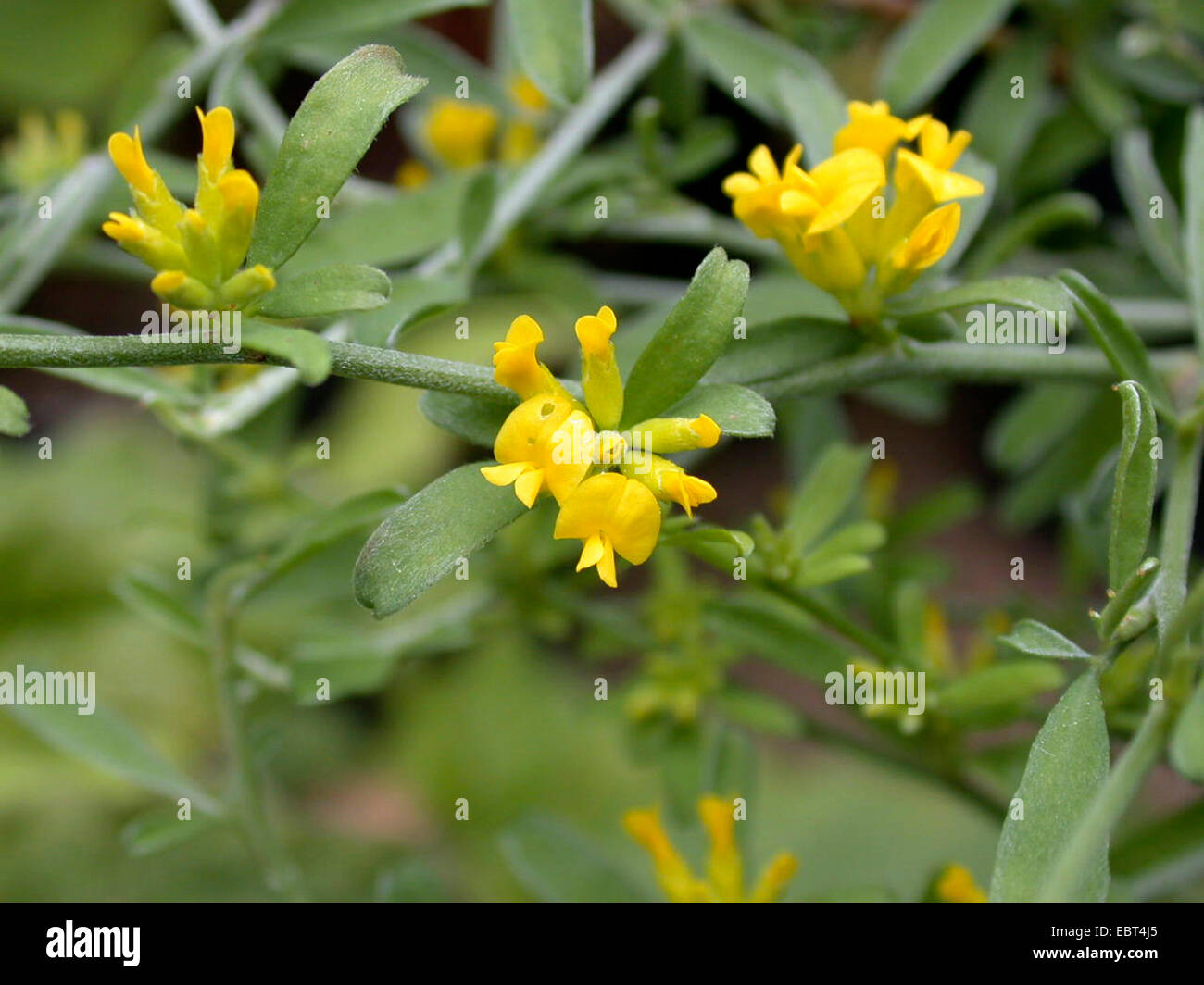 Anthyllis hermanniae (Anthyllis hermanniae), blooming Stock Photo