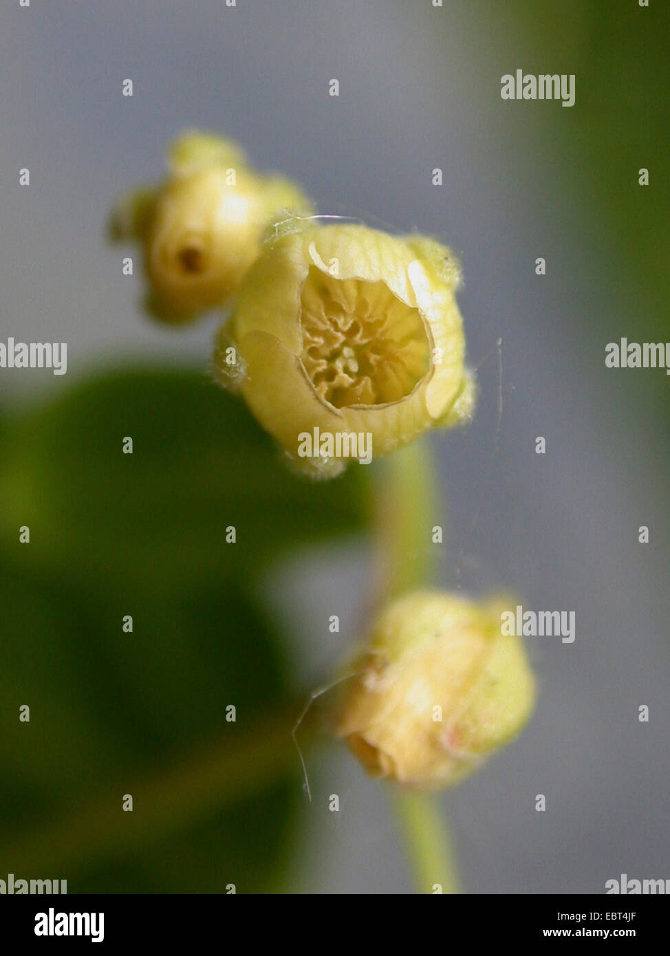 Maqui Wineberry, Chilean Wineberry (Aristotelia chilensis), flowers Stock Photo