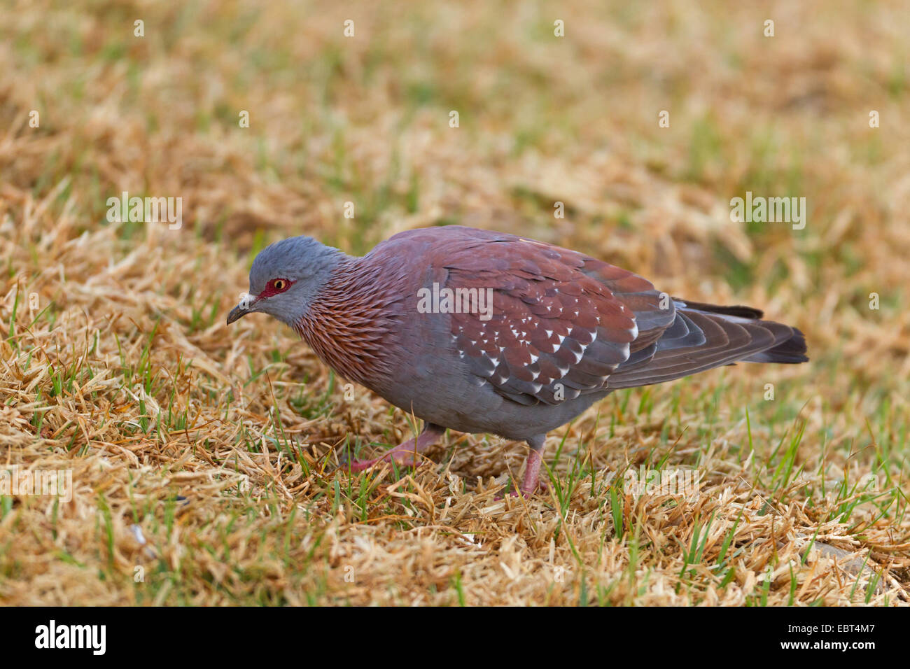 speckled pigeon (Columba guinea), sitting on the ground, South Africa, Kwazulu-Natal Stock Photo
