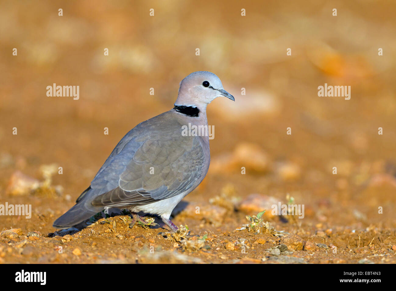 Ringnecked Dove, Cape Turtle Dove, HalfCollared Dove (Streptopelia