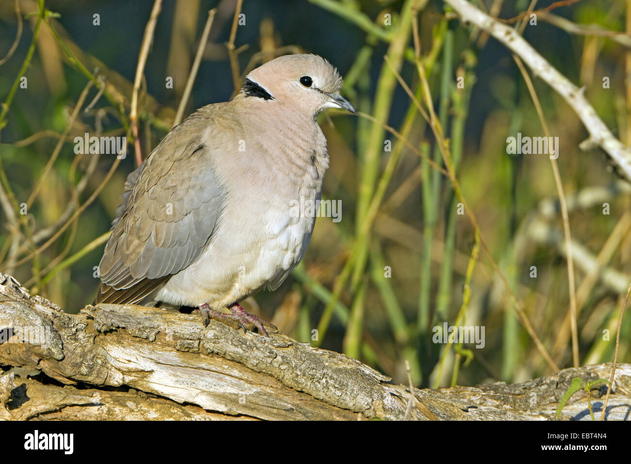 Ringnecked Dove, Cape Turtle Dove, HalfCollared Dove (Streptopelia capicola), resting on a