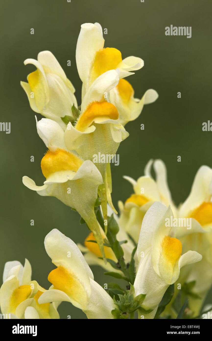 common toadflax, yellow toadflax, ramsted, butter and eggs (Linaria vulgaris), flowers, Denmark, Jylland Stock Photo