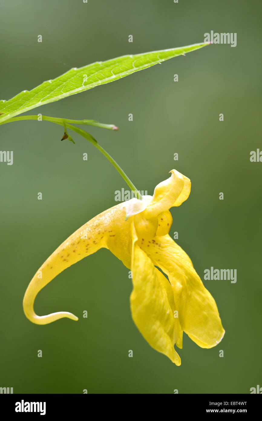 western touch-me-not (Impatiens noli-tangere), flower, lateral view, Germany, Schleswig-Holstein Stock Photo
