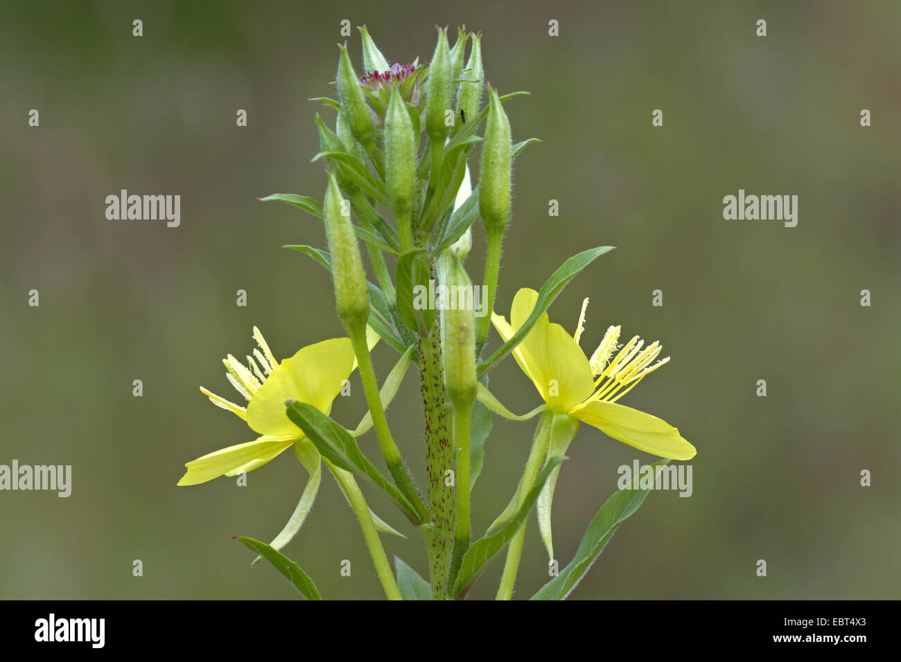 common evening primrose (Oenothera biennis), inflorescence, Germany Stock Photo