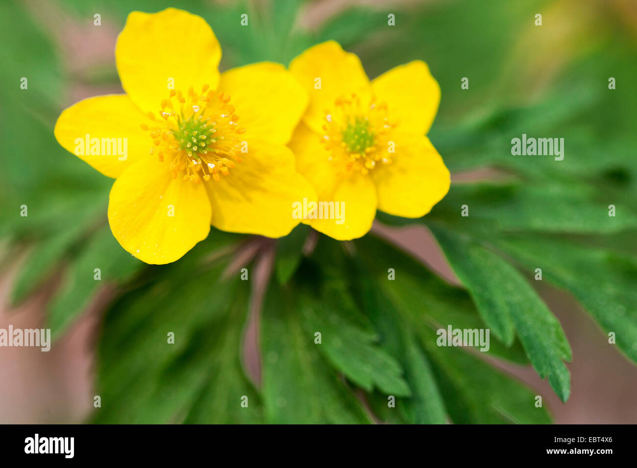 yellow anemone, yellow wood anemone, buttercup anemone (Anemone ranunculoides), flowers, Germany, Rhineland-Palatinate Stock Photo