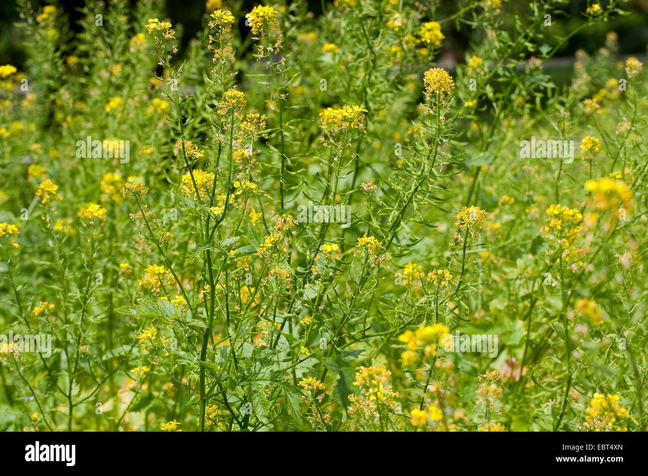 white mustard (Sinapis alba, Brassica alba), blooming Stock Photo Alamy