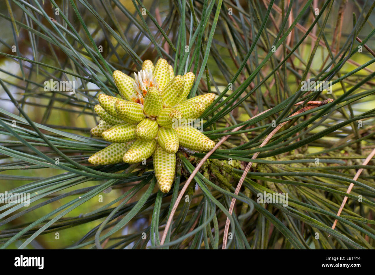 European black pine, Austrian pine, Black Pine, Corsican Pine (Pinus nigra), male inflorescence Stock Photo