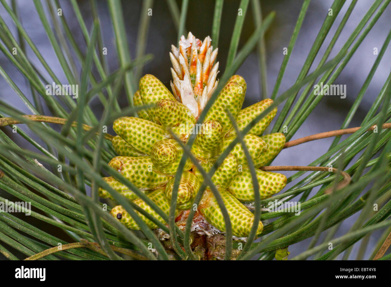 European black pine, Austrian pine, Black Pine, Corsican Pine (Pinus nigra), male inflorescence Stock Photo
