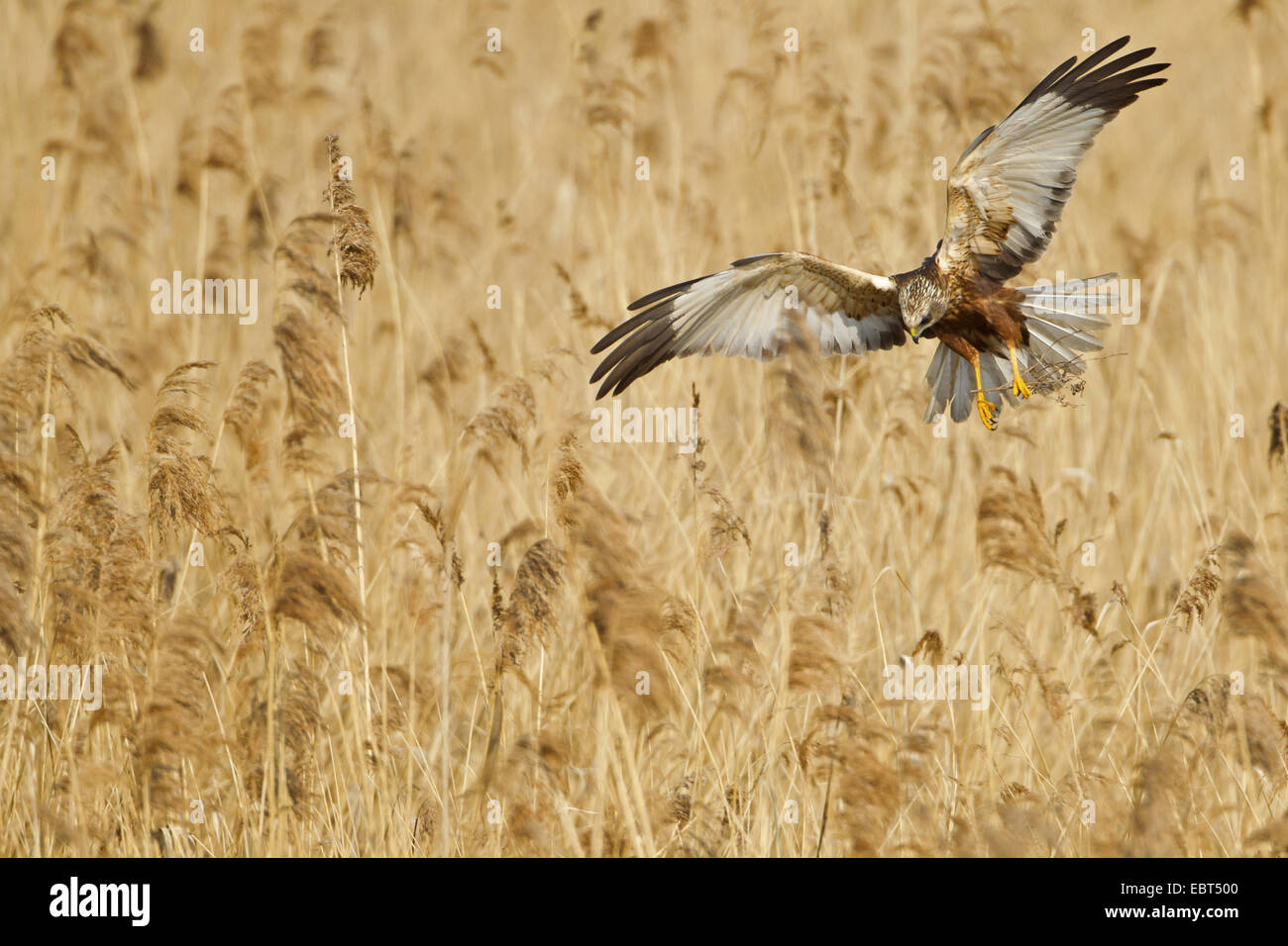 Western Marsh Harrier (Circus aeruginosus), flying over reed with nesting material in the claws, Germany, Rhineland-Palatinate Stock Photo