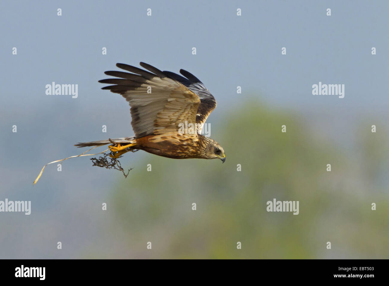Western Marsh Harrier (Circus aeruginosus), flying with nesting material in the claws, Germany, Rhineland-Palatinate Stock Photo