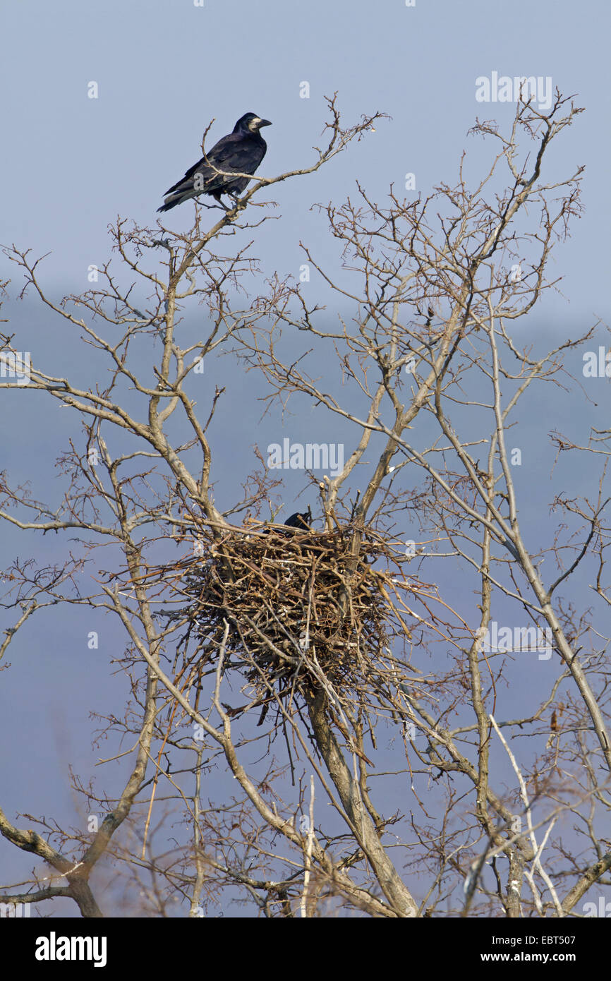 Rook nest hi-res stock photography and images - Alamy