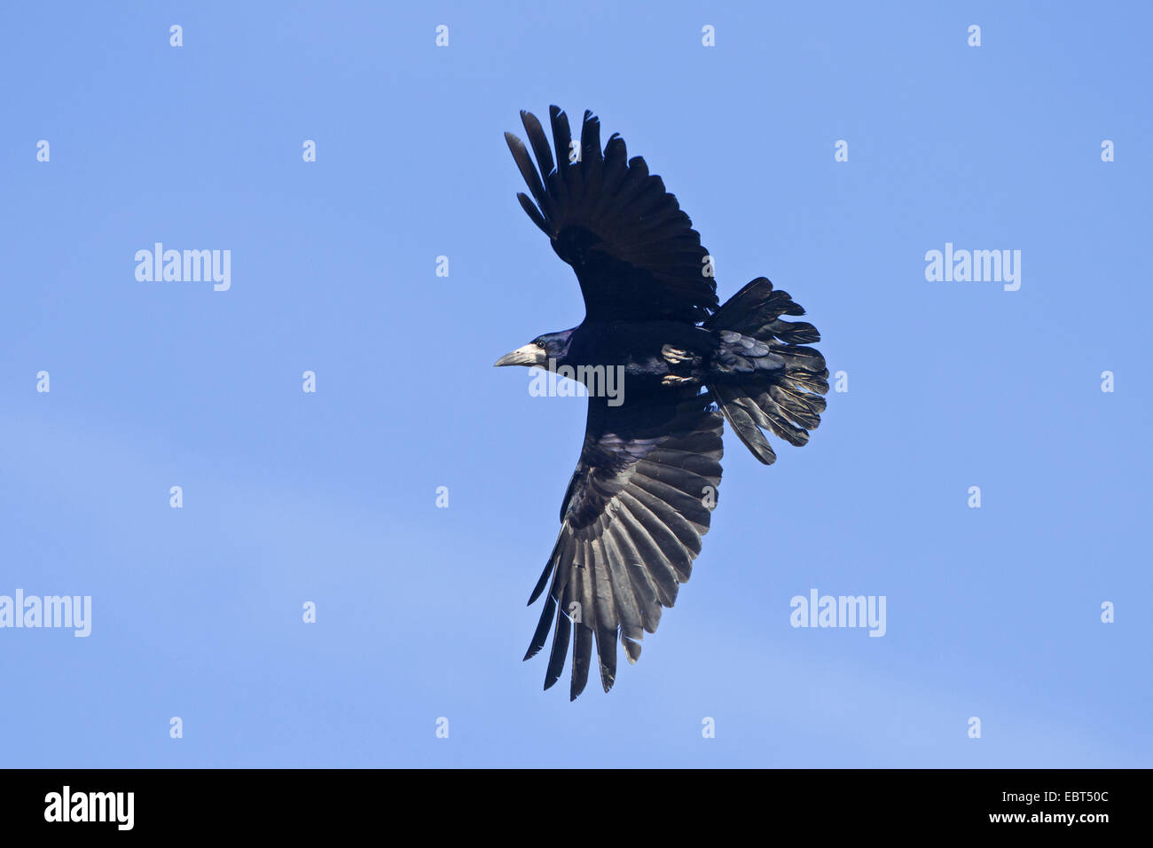 Rook flying hi-res stock photography and images - Alamy