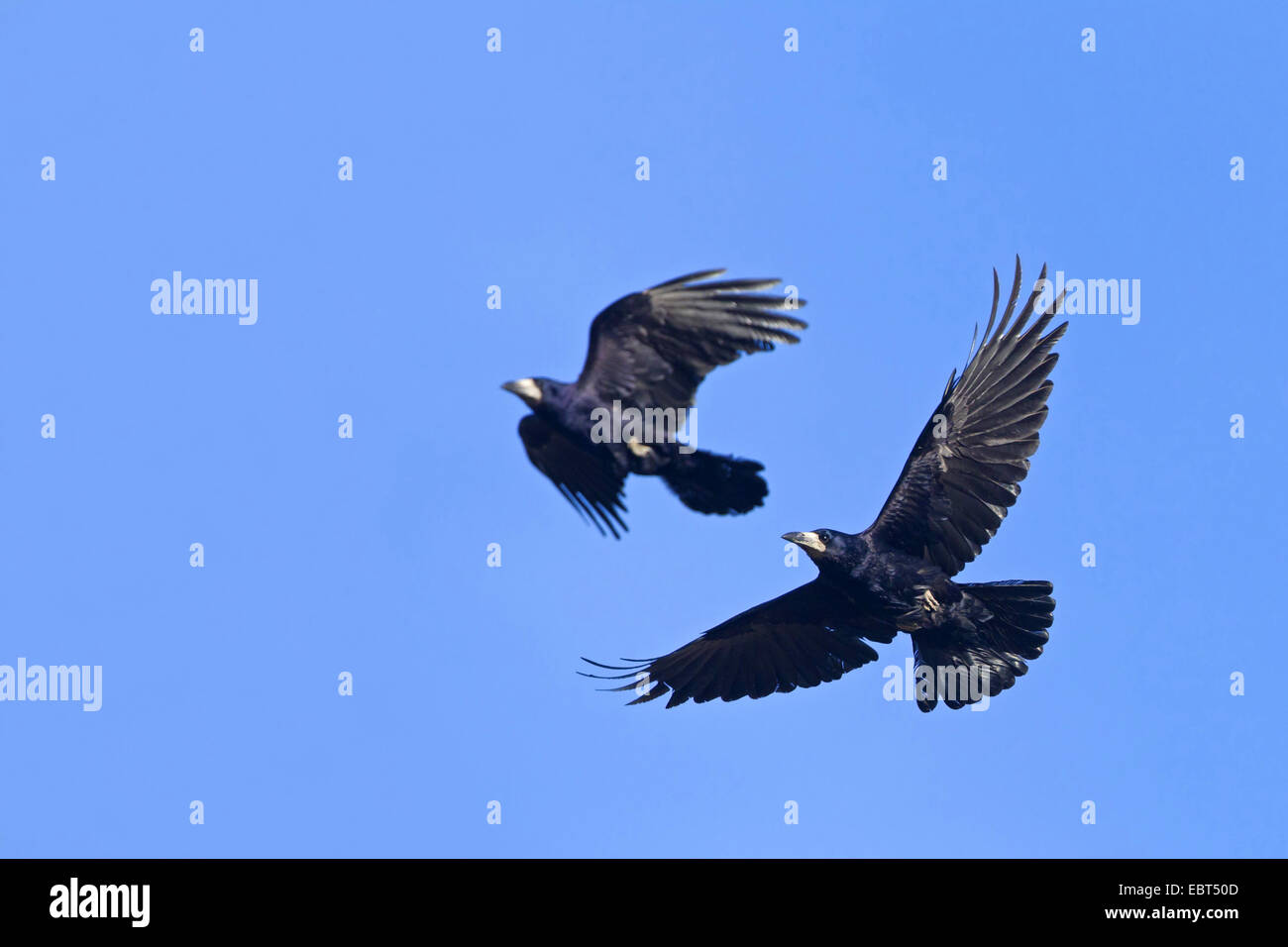 rook (Corvus frugilegus), two individuals flying , Germany, Rhineland-Palatinate Stock Photo