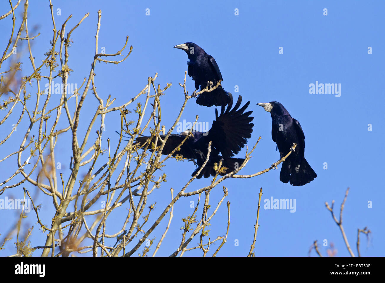 rook (Corvus frugilegus), on a tree in winter, Germany, Rhineland ...