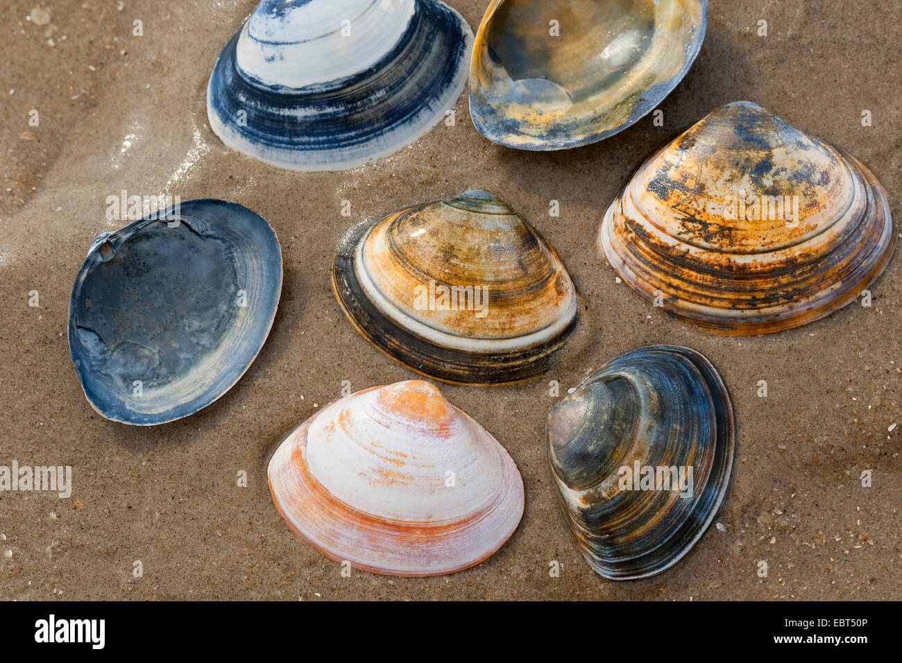 Thick surfclam, Tthick trough shell (Spisula solida), shells on the beach, Germany Stock Photo