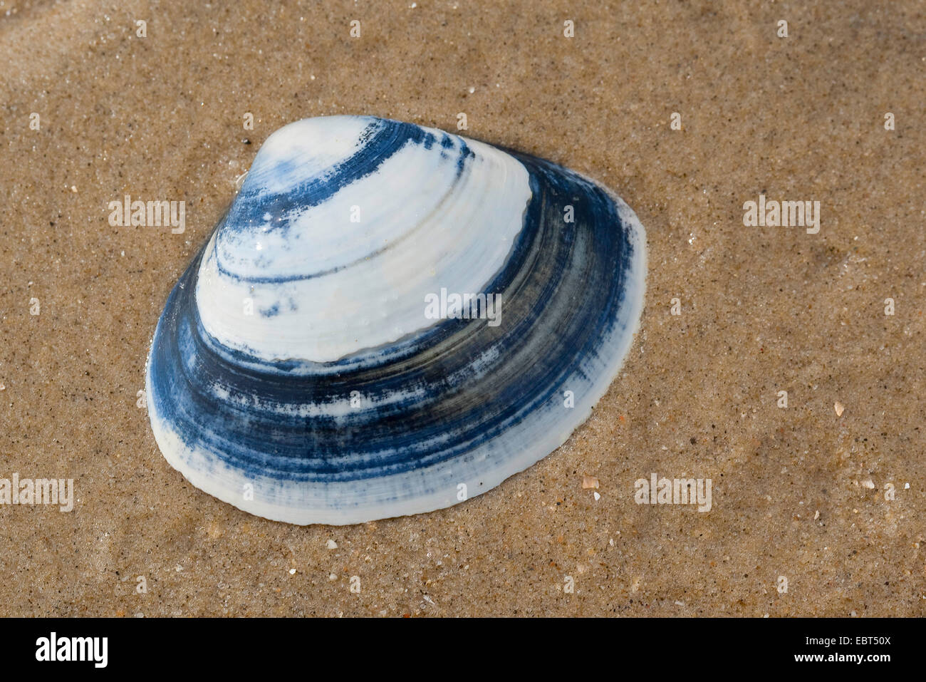 Thick surfclam, Tthick trough shell (Spisula solida), shell on the beach, Germany Stock Photo