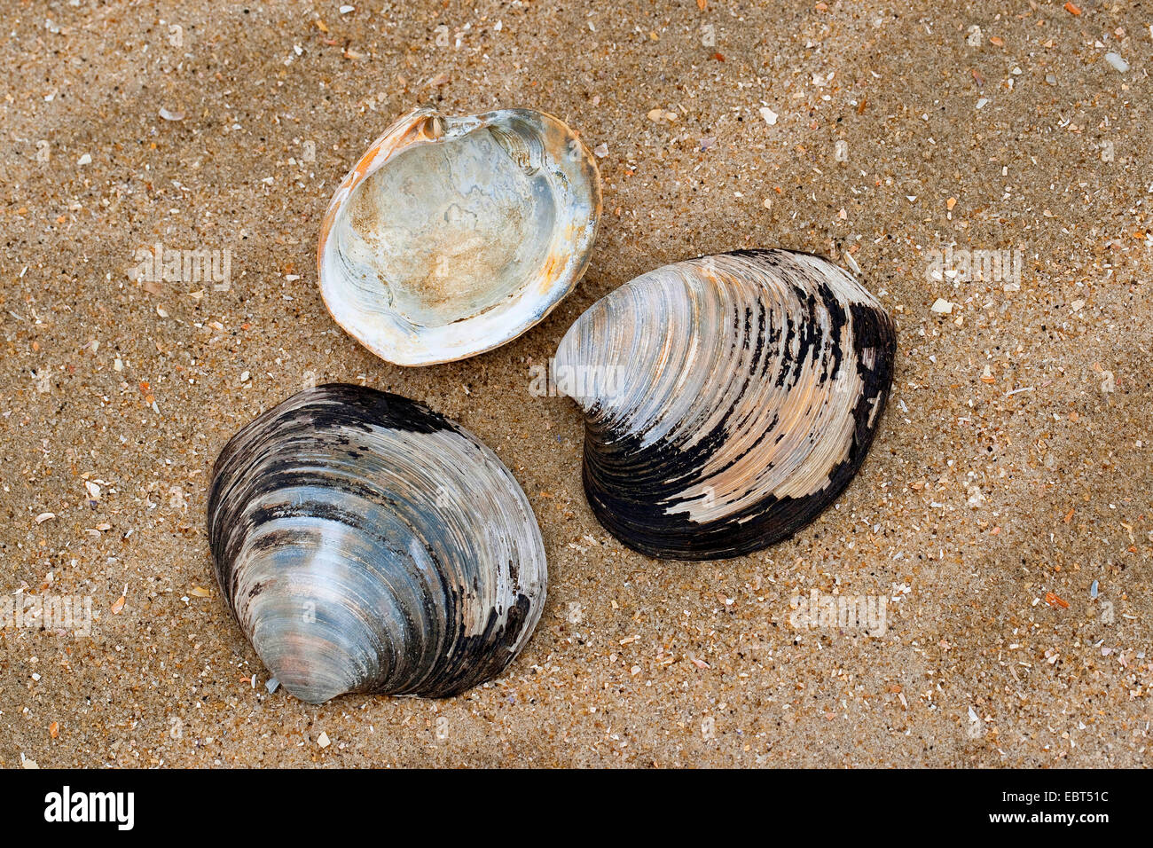 ocean quahog, Icelandic cyprine, mahogany clam, mahogany quahog, black quahog, black clam (Arctica islandica, Cyprina islandica), shells on the beach, Germany Stock Photo