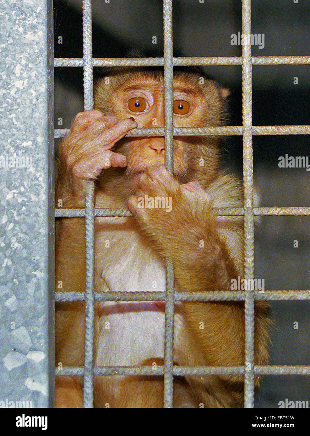 Monkey market cage hi-res stock photography and images - Alamy