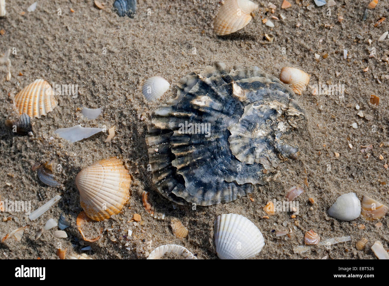 European flat oyster, Colchester native oyster, mud oyster, edible