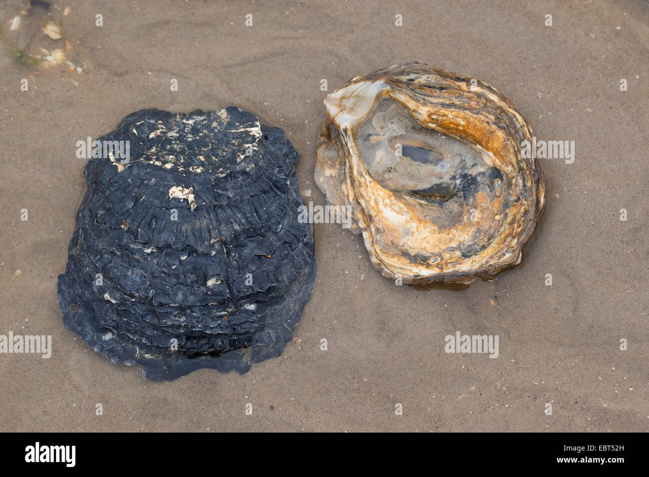 European flat oyster, Colchester native oyster, mud oyster, edible oyster (Ostrea edulis), shells on the beach, Germany Stock Photo