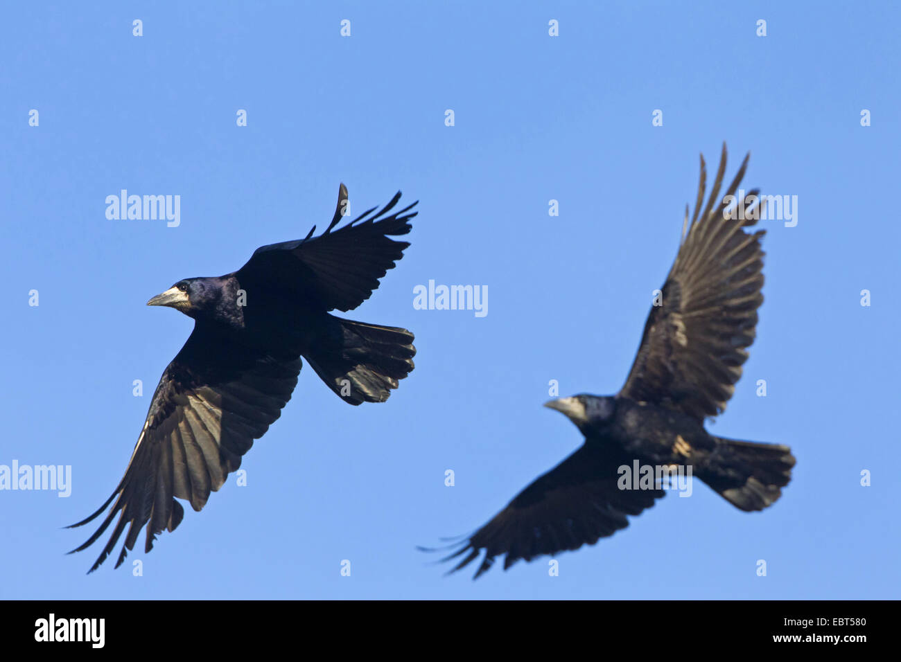 Rook flying hi-res stock photography and images - Alamy