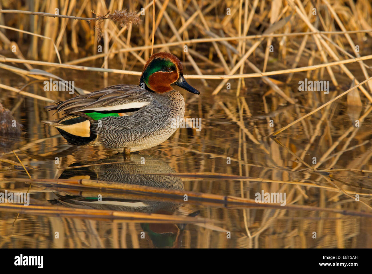 green-winged teal (Anas crecca), male standing in shallow water, Germany, Rhineland-Palatinate Stock Photo