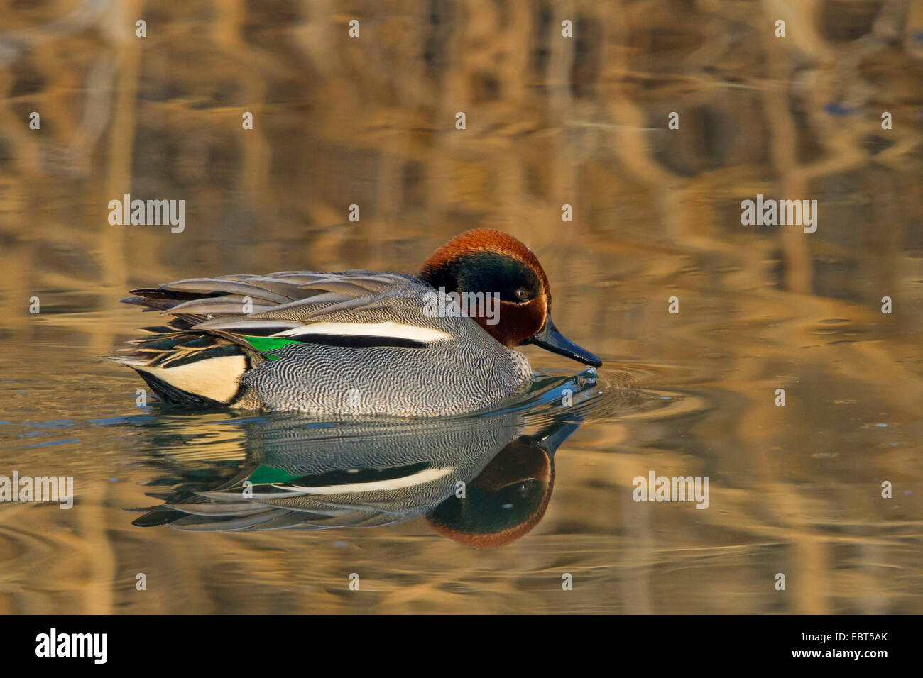 green-winged teal (Anas crecca), male swimmiing on the water, Germany, Rhineland-Palatinate Stock Photo
