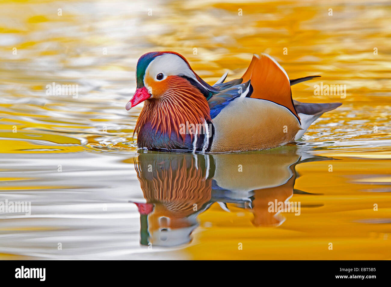 mandarin duck (Aix galericulata), swimming drake, Germany, Baden-Wuerttemberg, Waldpark, Mannheim Stock Photo