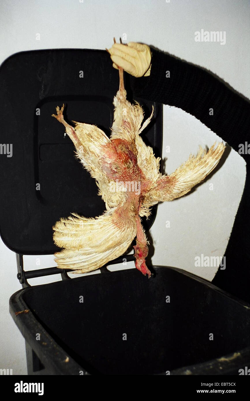 domestic fowl (Gallus gallus f. domestica), dead laying hen being put into a dust bin - some of many that don't survive the breeding conditions in a laying battery,  , Stock Photo