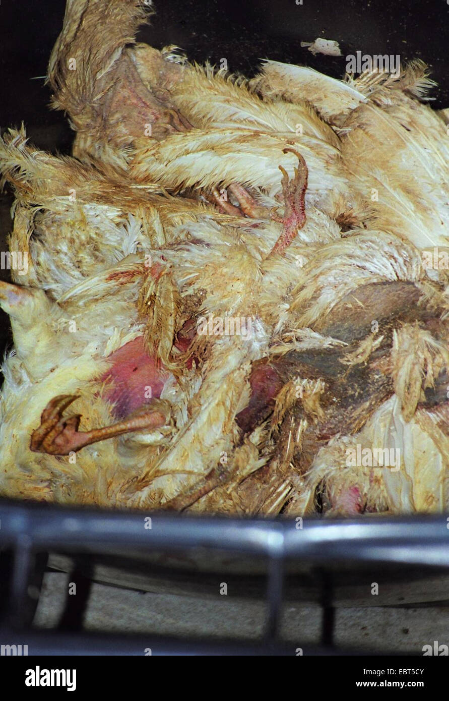 domestic fowl (Gallus gallus f. domestica), dustbin full of dead laying hens - some of many that don't survive the breeding conditions in a laying battery,  , Stock Photo