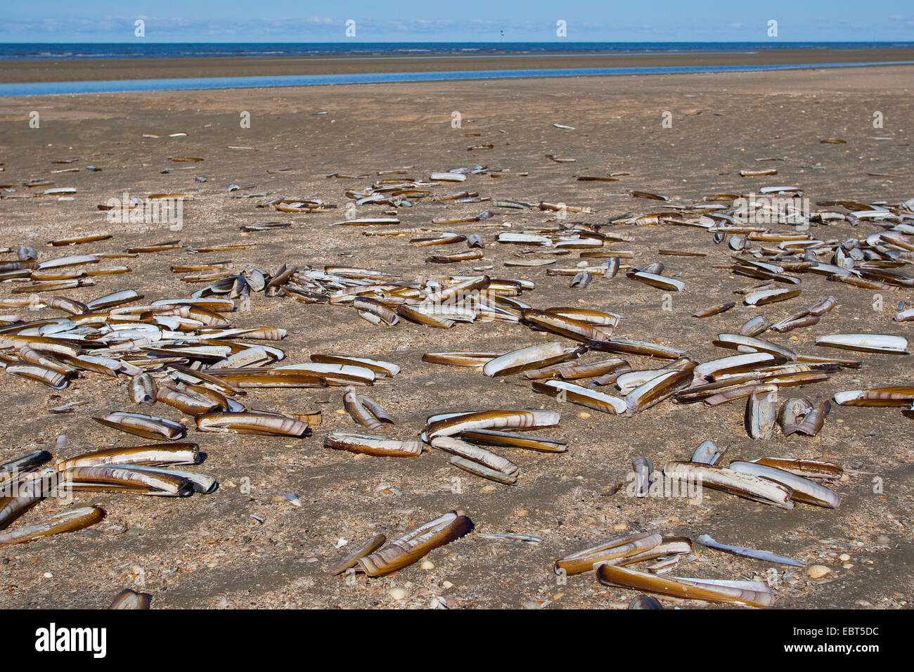 Atlantic jackknife, Bamboo clam, American jackknife clam, Razor clam