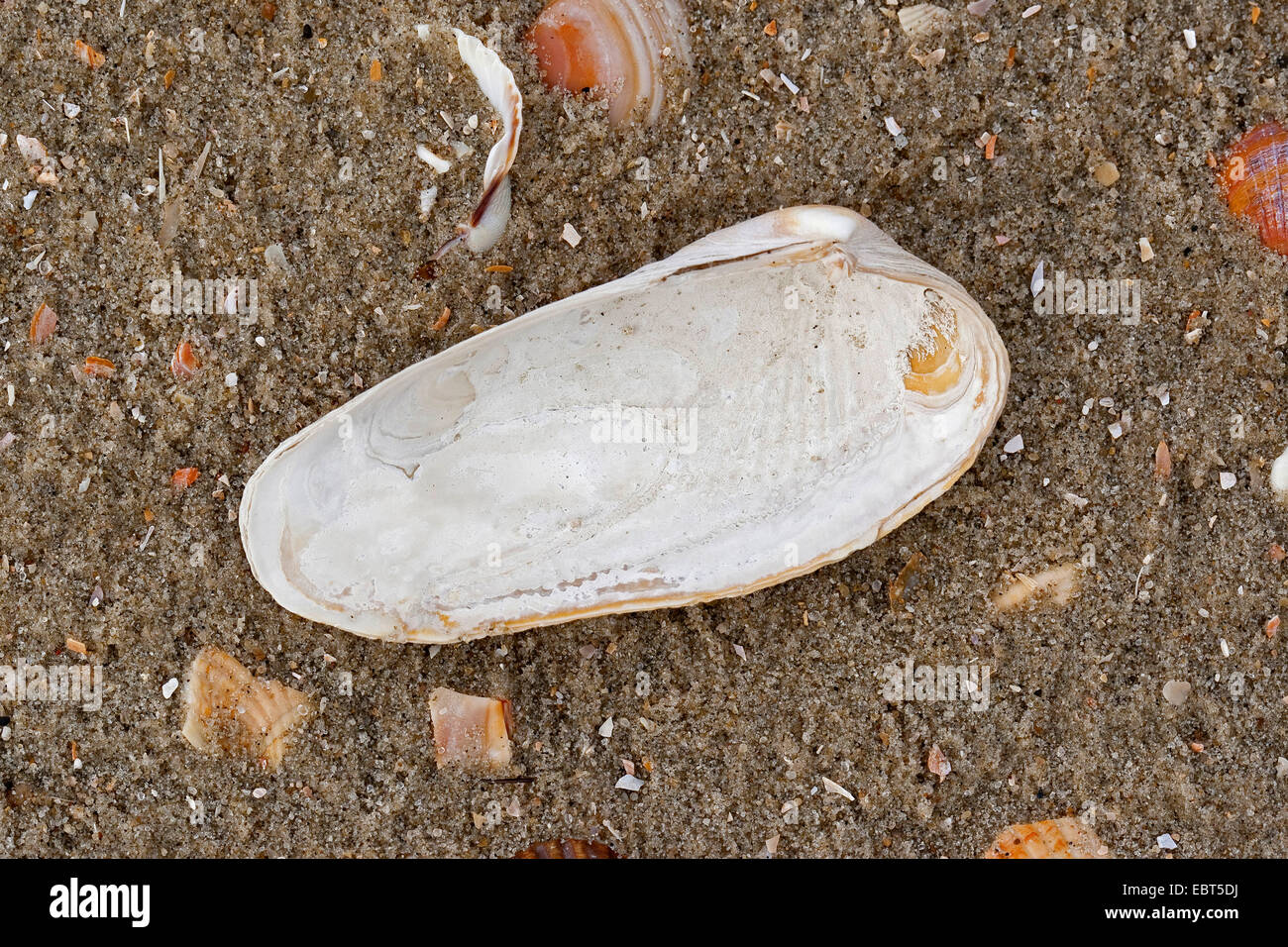 American piddock, false angelwing (Petricola pholadiformis, Petricolaria pholadiformis), shell on the beach, Germany Stock Photo