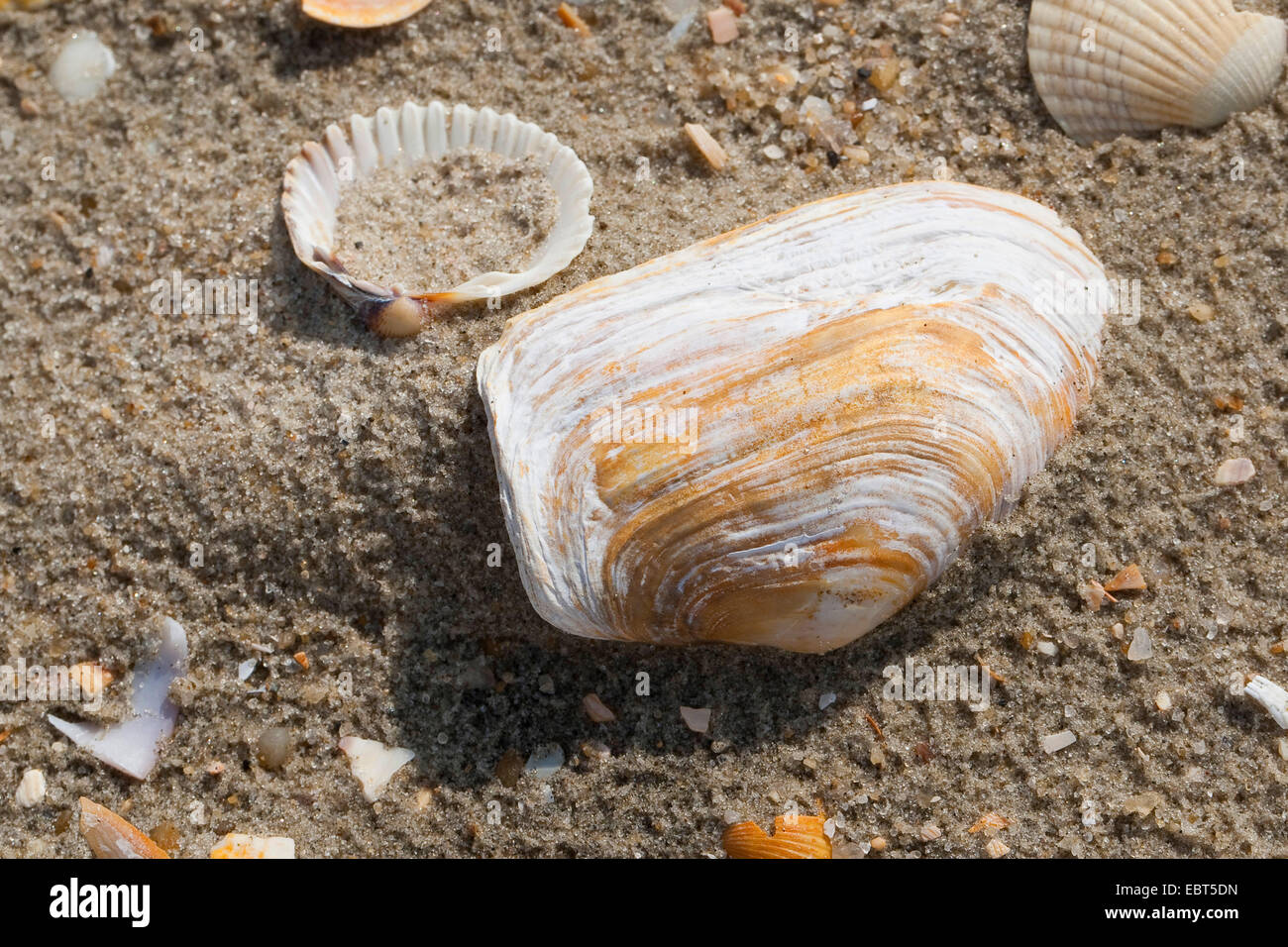 blunt gaper clam, truncate softshell clam (Mya truncata), shells on the