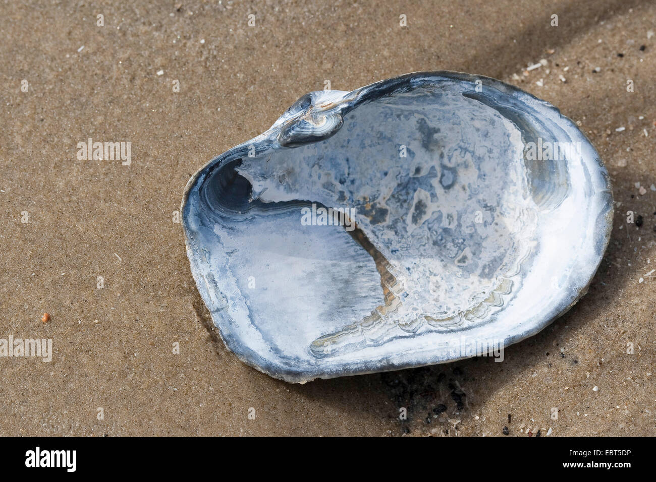 blunt gaper clam, truncate softshell clam (Mya truncata), shell on the