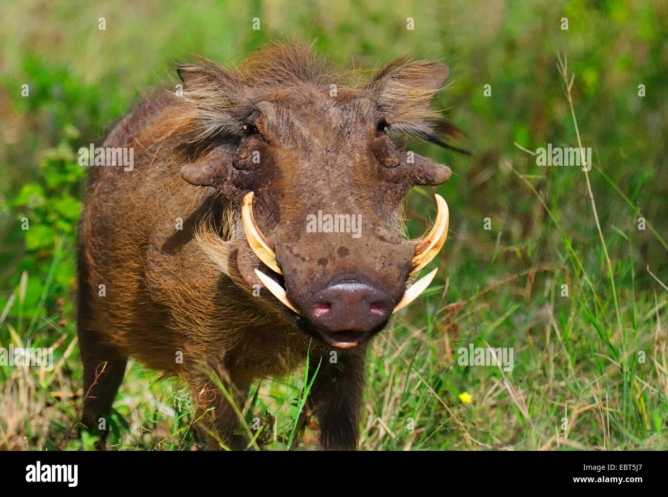 common warthog, savanna warthog (Phacochoerus africanus), portrait, South Africa, Addo Elephant National Park Stock Photo
