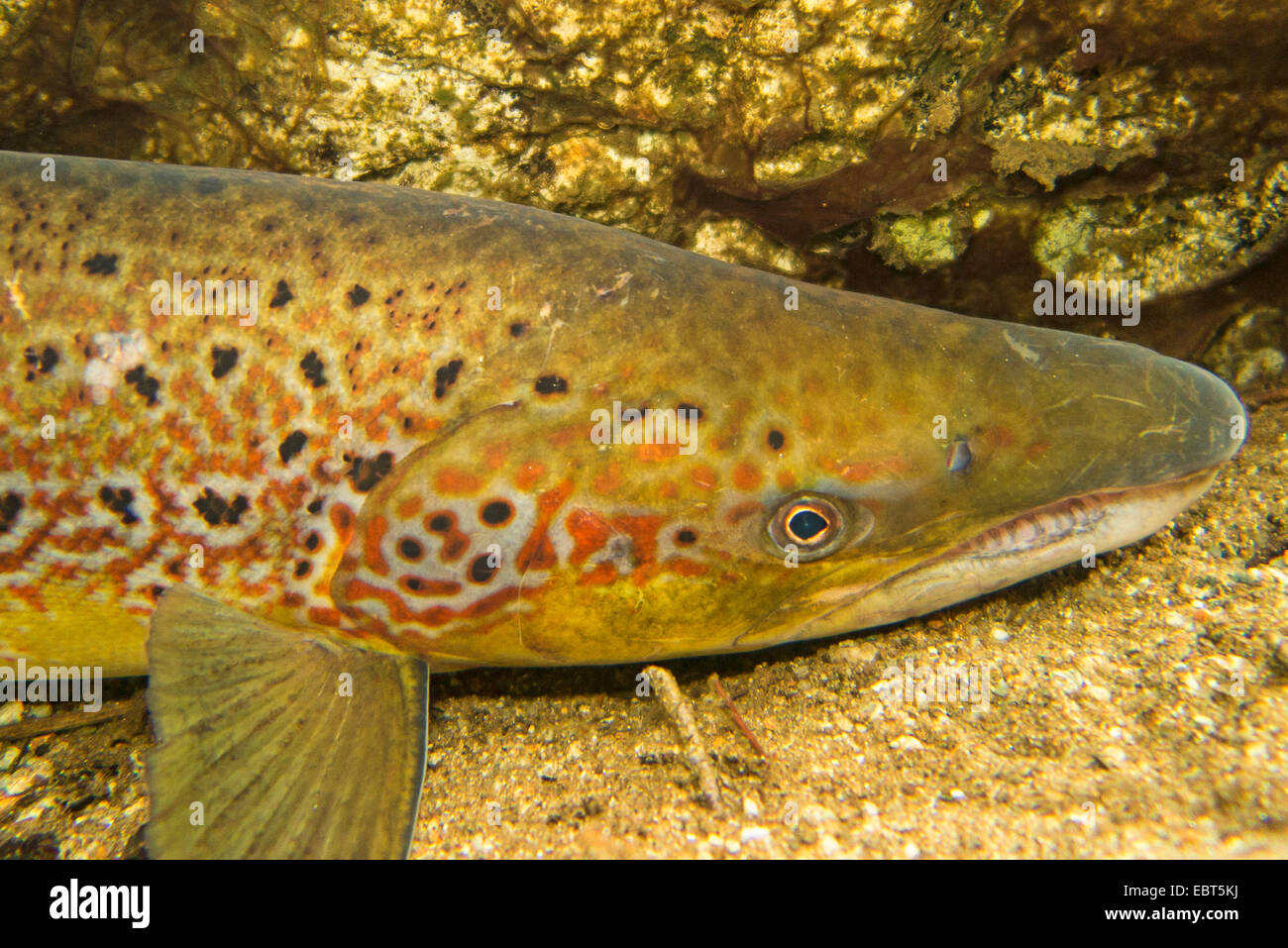 Atlantic salmon, ouananiche, lake Atlantic salmon, landlocked salmon