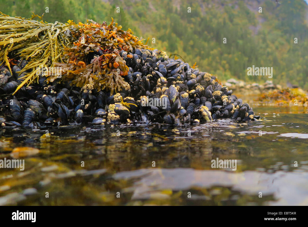 mussels (Mytiloidea), colony of blue mussels at ebb-tide with bladder wrack, Norway, Nordland Stock Photo