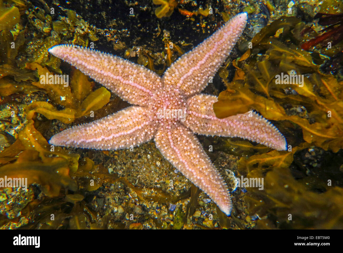common starfish, common European seastar (Asterias rubens), between seaweeds in shallow water, Norway, Nordland Stock Photo