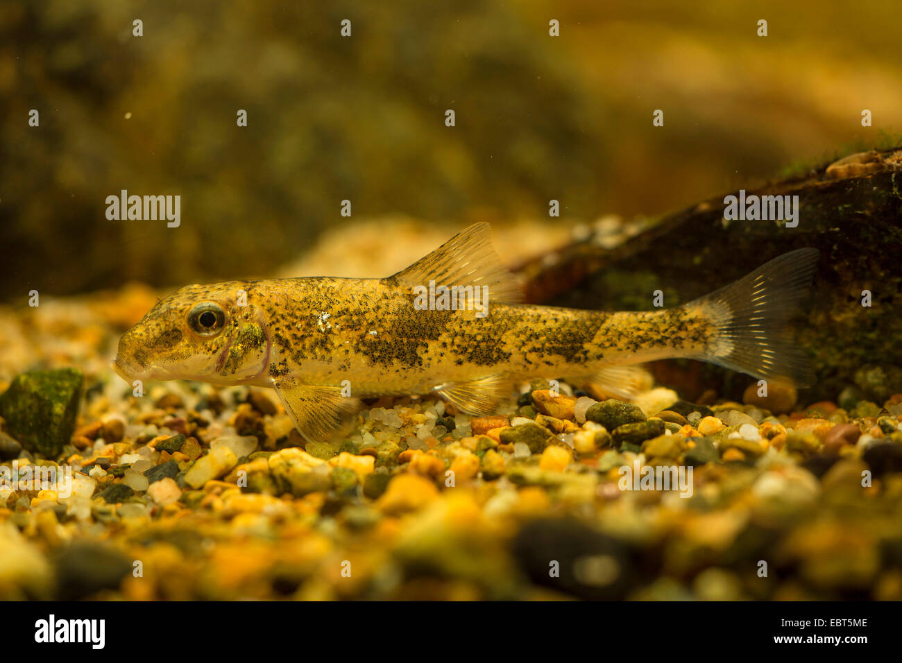 Nord Hogsucker (Hypentelium nigricans), full-length portrait, side view Stock Photo